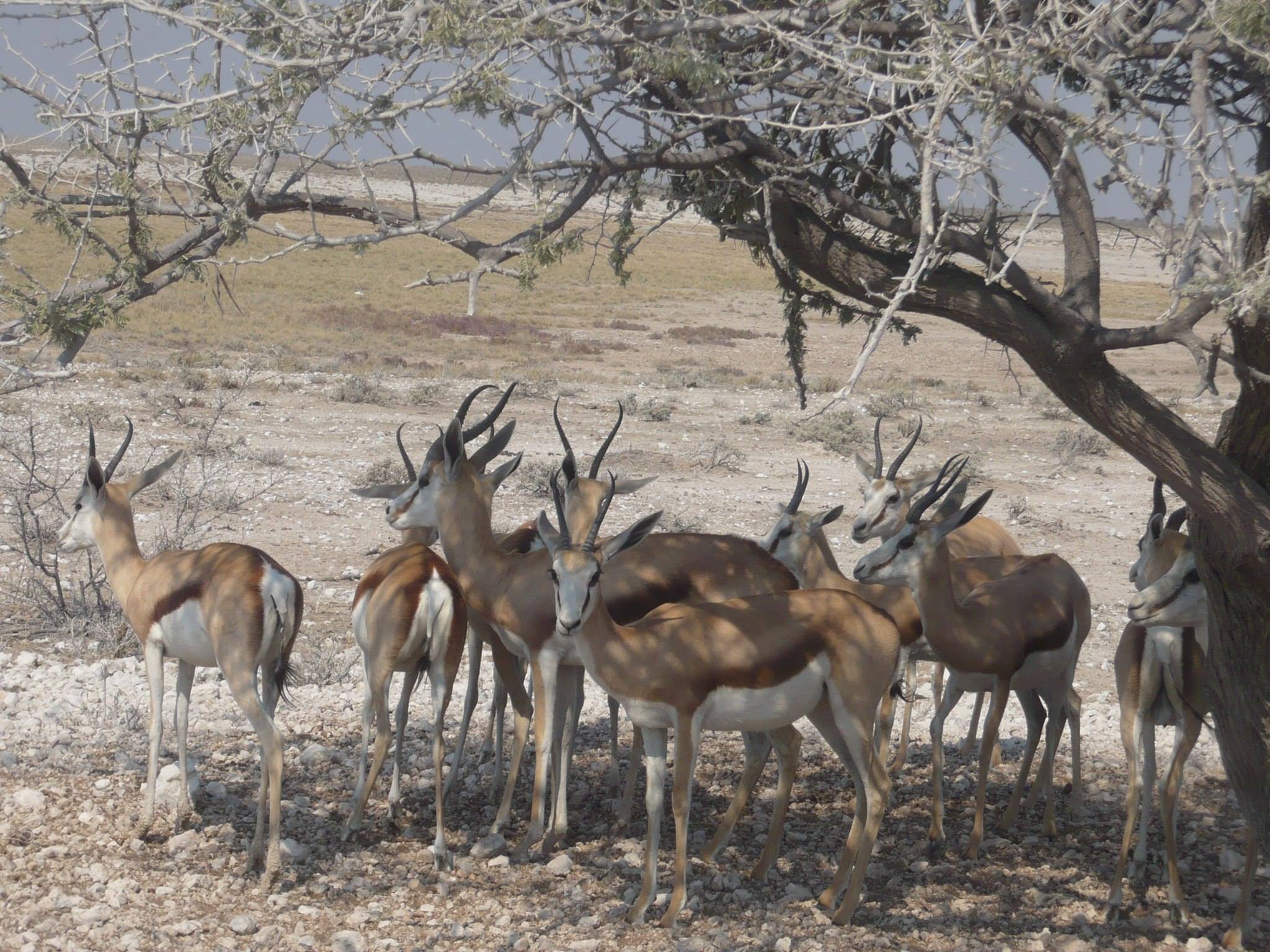 etosha impala