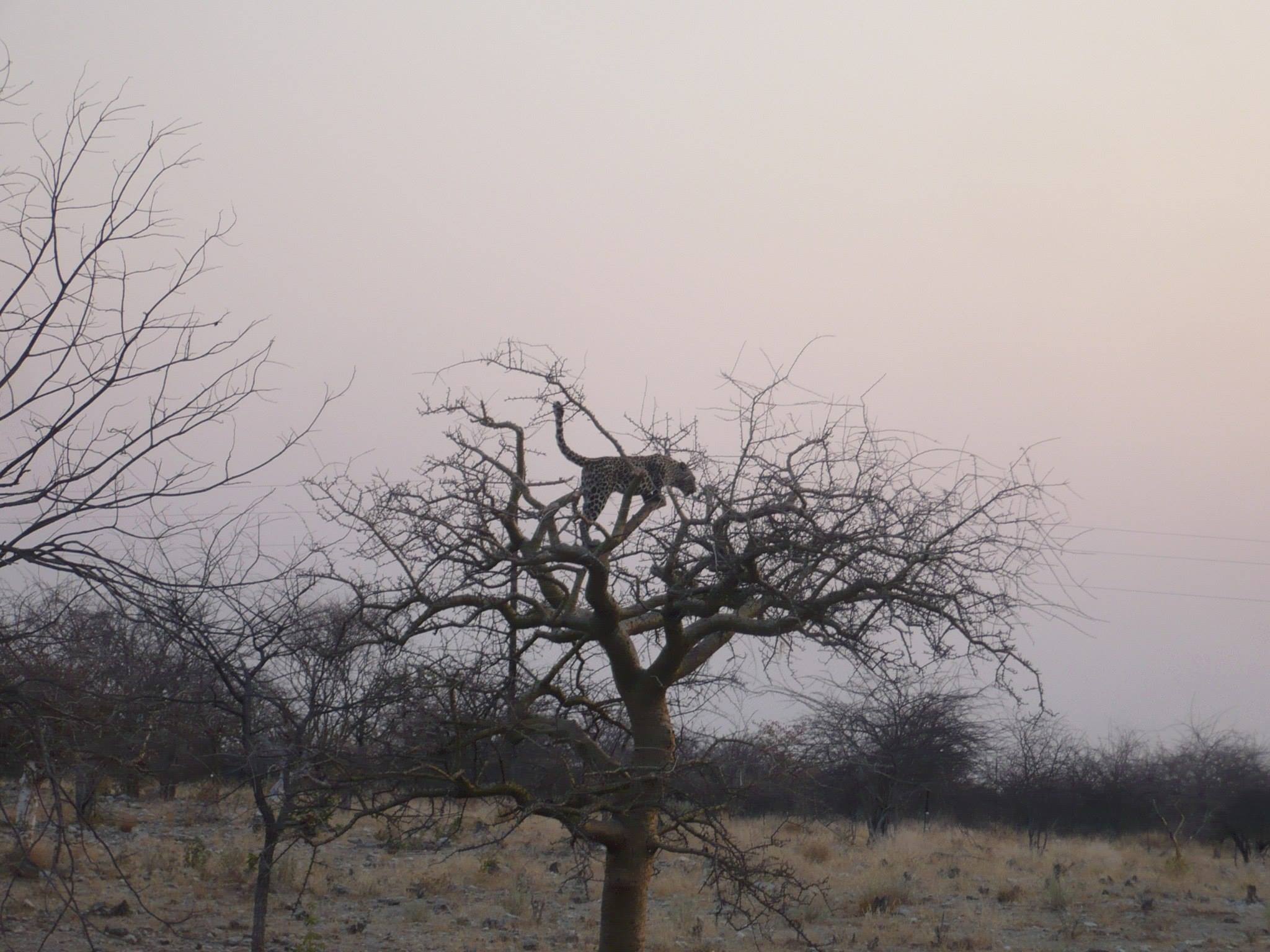 etosha leopard