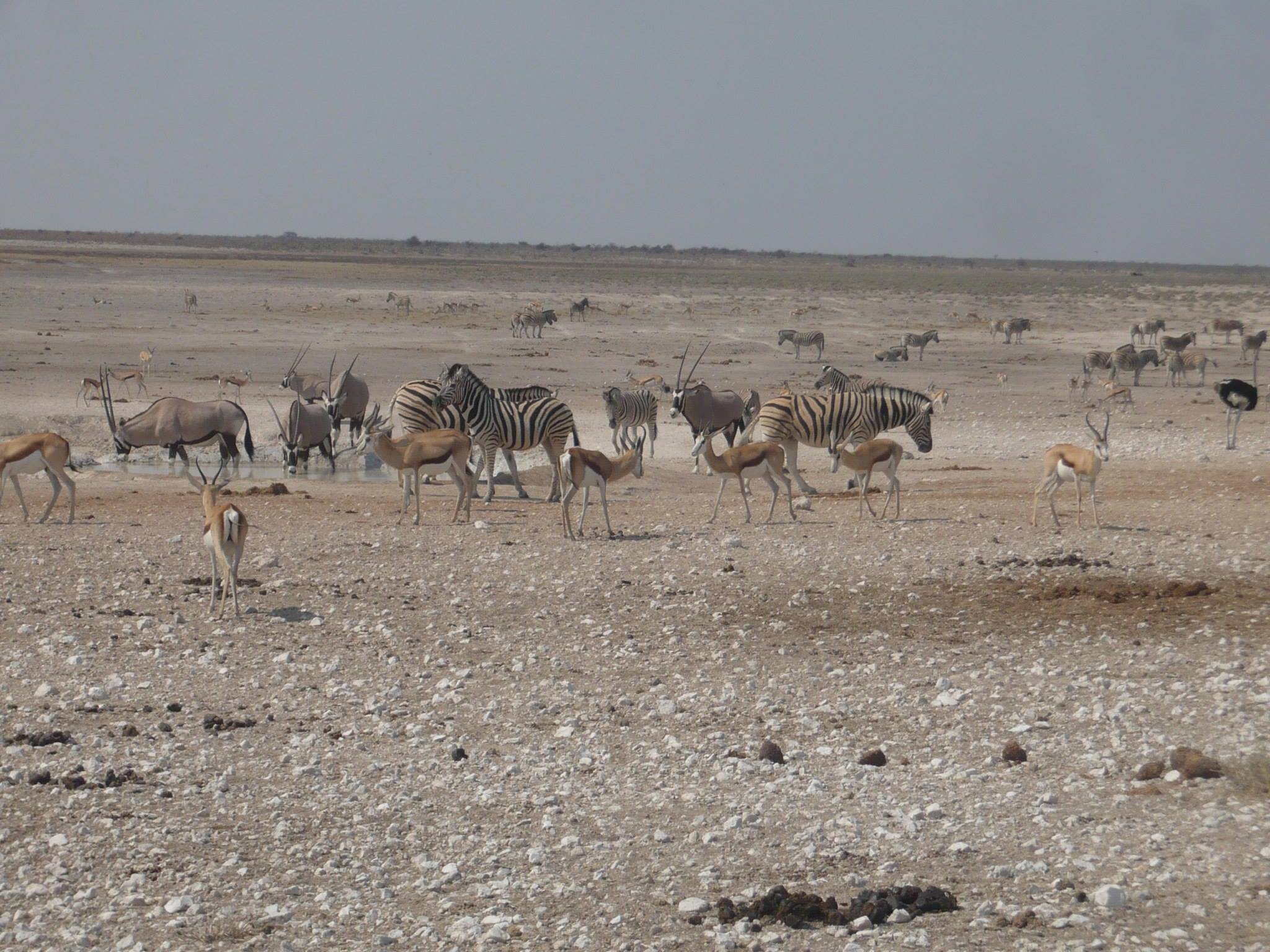 etosha zebras