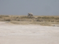 etosha elephant