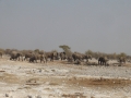 etosha elephants