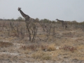 etosha giraffes