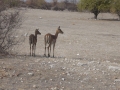 etosha springbok