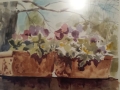 Pansies-on-the-Neighbors-Wall-by-Kathryn-Morganelli